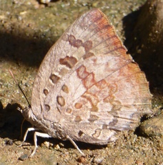 Arhopala amantes