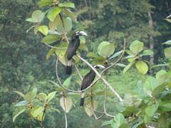 Anorrhinus galeritus