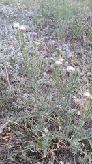 Carduus acanthoides