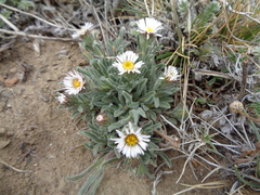 Erigeron leptopetalus