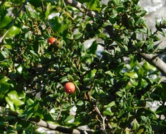 Cryptocarya wyliei