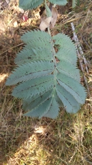 Melianthus