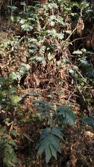 Melianthus
