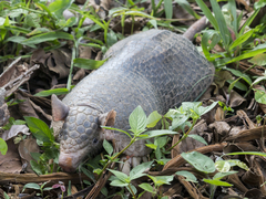 Cabassous unicinctus