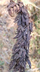 Melianthus