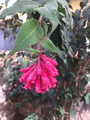 Cestrum fasciculatum