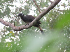 Anorrhinus galeritus