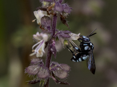 Thyreus novaehollandiae