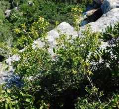 Cryptocarya wyliei