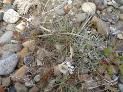 Hypochaeris incana