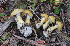 Cortinarius delibutus