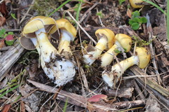 Cortinarius delibutus