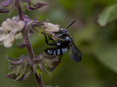 Thyreus novaehollandiae