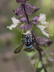 Thyreus novaehollandiae