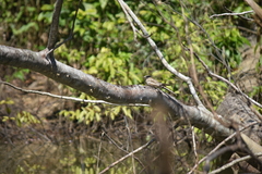 Hydropsalis climacocerca