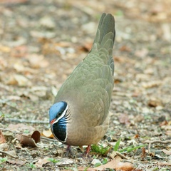 Starnoenas cyanocephala