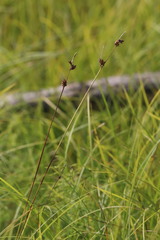 Carex globularis