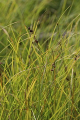 Carex globularis