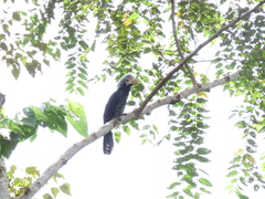 Berenicornis comatus