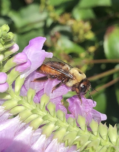 Virginia Carpenter Bee photographed in Ohio