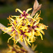 Chinese Witch-Hazel - Photo (c) C. E. Timothy Paine, some rights reserved (CC BY-NC)