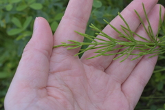 Equisetum arvense