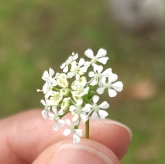 Apiaceae