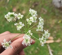 Apiaceae