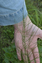Equisetum arvense