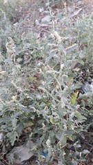 Atriplex tatarica