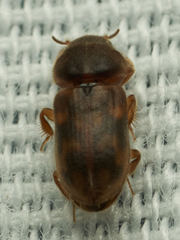 Heteroceridae
