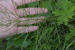 Equisetum arvense