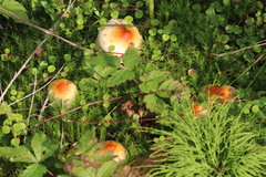 Pholiota lubrica