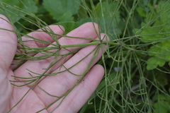 Equisetum arvense
