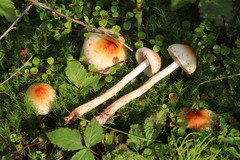 Pholiota lubrica