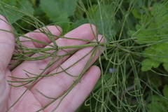 Equisetum arvense