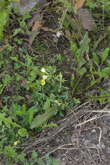 Oenothera rubricaulis