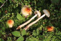 Pholiota lubrica