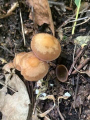Mycena rutilantiformis