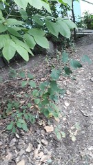 Symphoricarpos albus