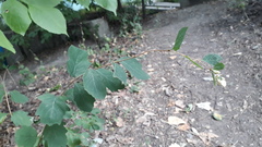 Symphoricarpos albus