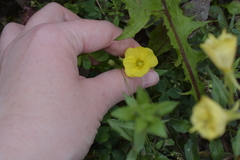 Oenothera rubricaulis