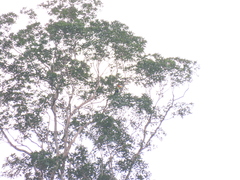 Rhabdotorrhinus corrugatus