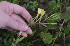 Oenothera rubricaulis