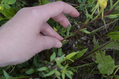 Oenothera rubricaulis