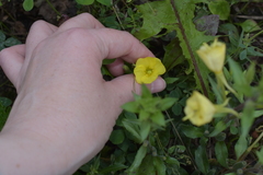 Oenothera rubricaulis