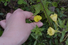 Oenothera rubricaulis