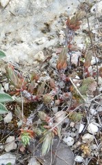 Petrosedum amplexicaule