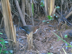 Laterallus leucopyrrhus