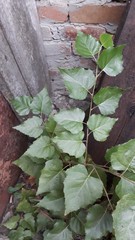 Betula